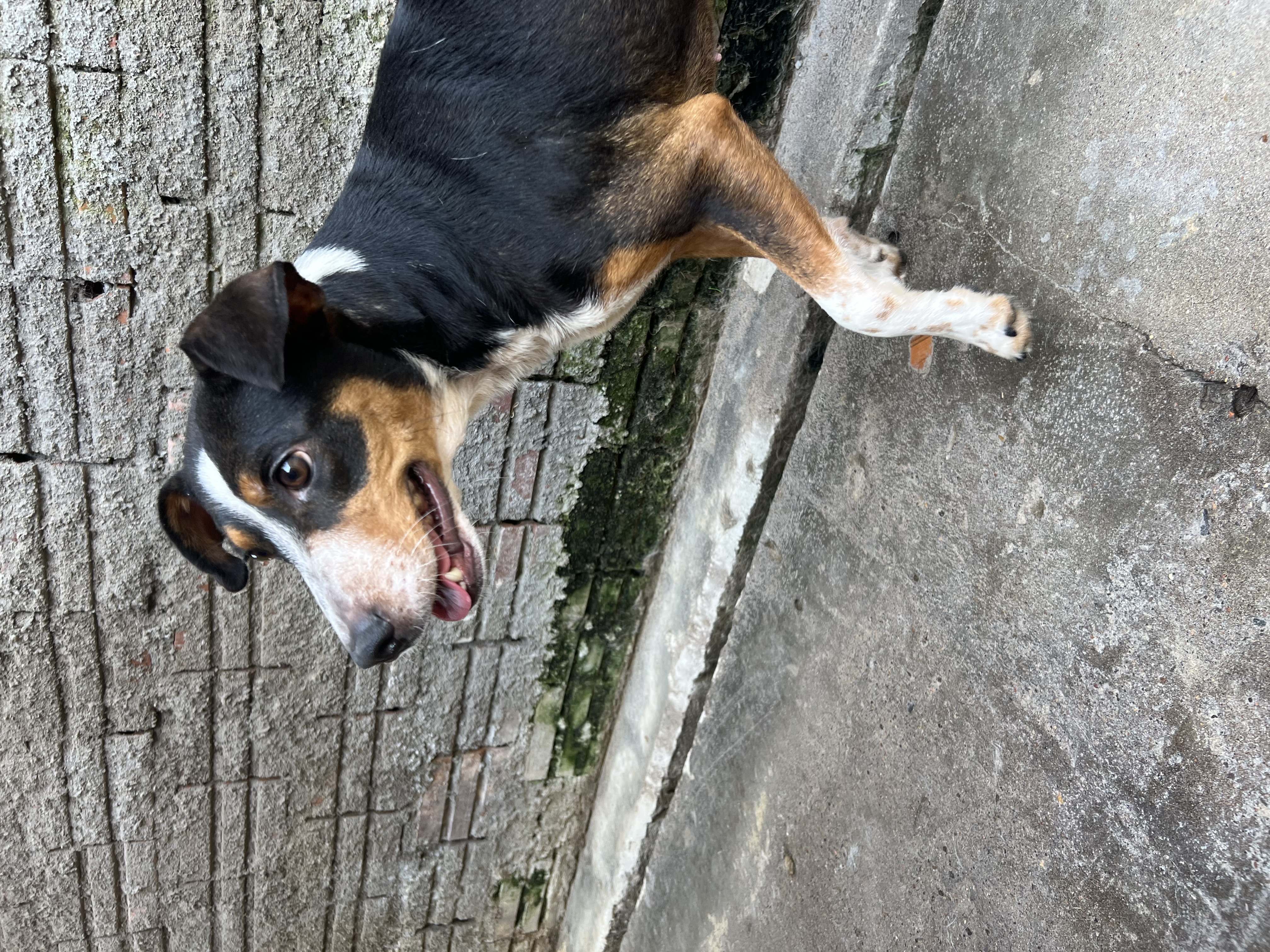 Mili